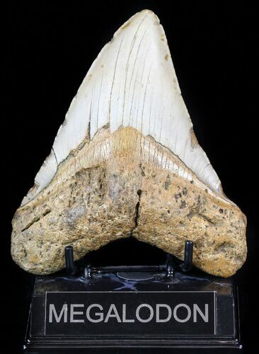 Large, Megalodon Tooth - North Carolina #59021